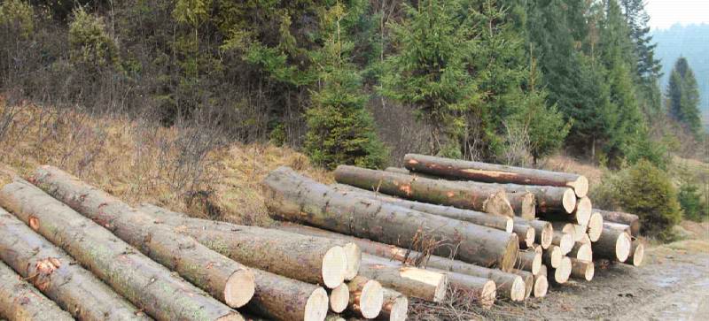 Export of high quality timber from Carpathian Forest