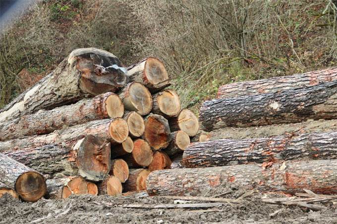 product company - logs